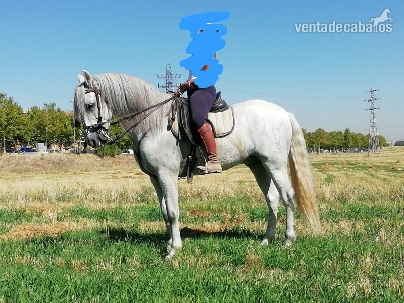 Caballo PRE tordo 2010 in 