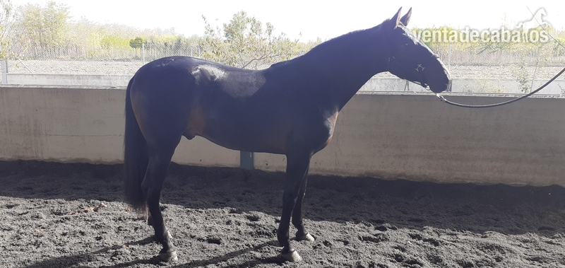 Caballos Pura Raza Española (P.R.E.) P.R.E - Magnífico potro castaño 