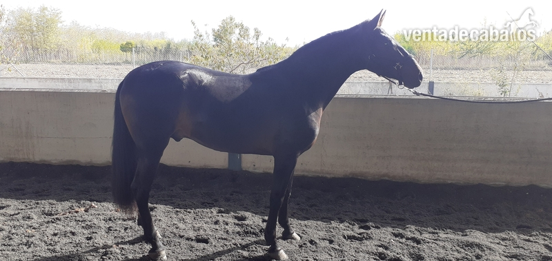 Magnífico potro castaño  - Caballos Pura Raza Española (P.R.E.) P.R.E