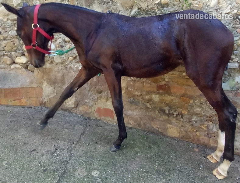 Potra salto. OPIO(CDE)×STAMP OF APPROVAL(PSI) in 