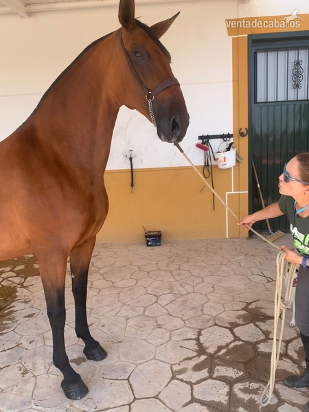 Caballos Pura Raza Española (P.R.E.) Pura Raza Española - Hija de Fer Bago 
