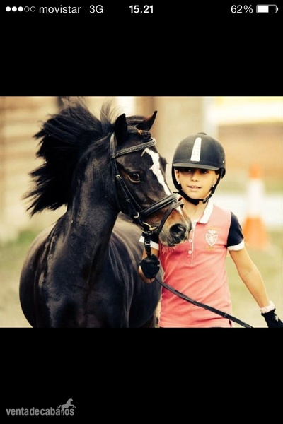 Pony b en venta,con unos movimientos espectaculares in 