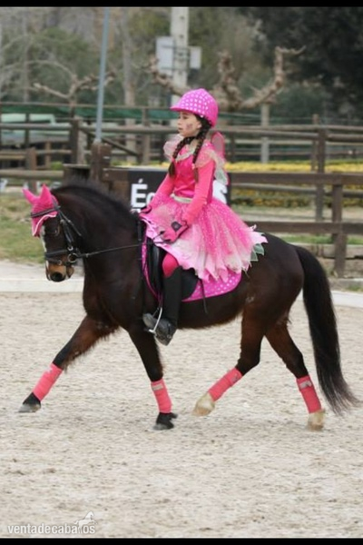 Ponis Pony Club Westfaliano - Pony b en venta,con unos movimientos espectaculares