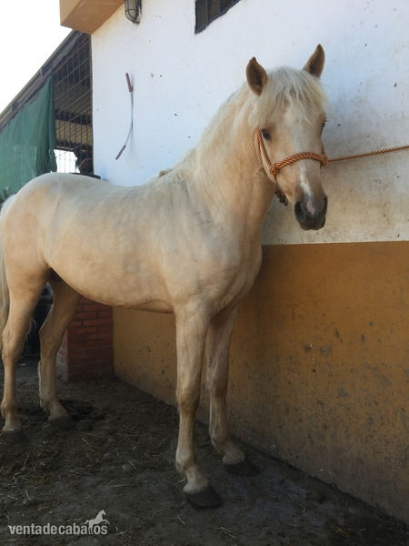 Potro perla de 24 meses in 