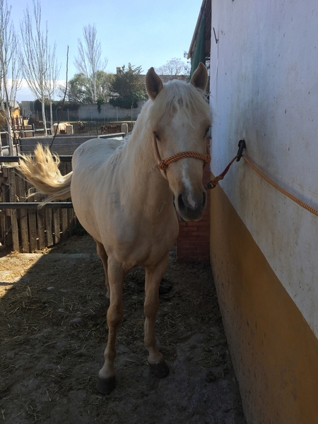 Cruzado {TYPE}