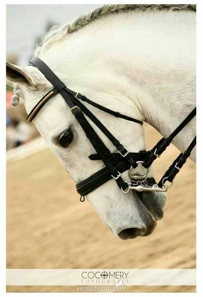 PRE Doma Clásica Nivel 3  - Caballos Pura Raza Española (P.R.E.) Pura Raza Española