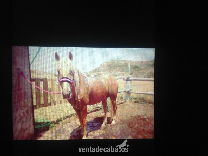 VENDO LUSITANO ECONÓMICO  in 