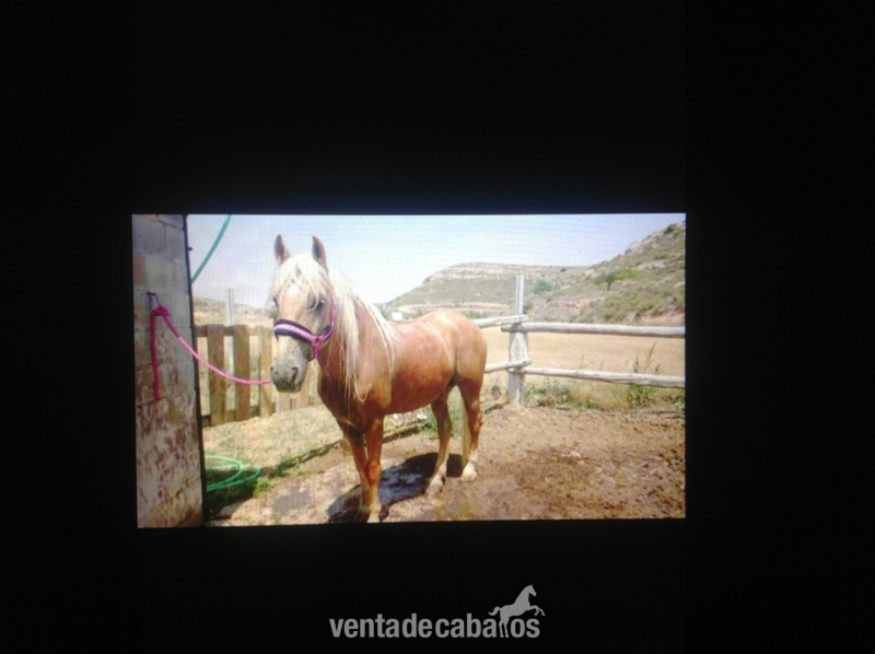 Lusitano