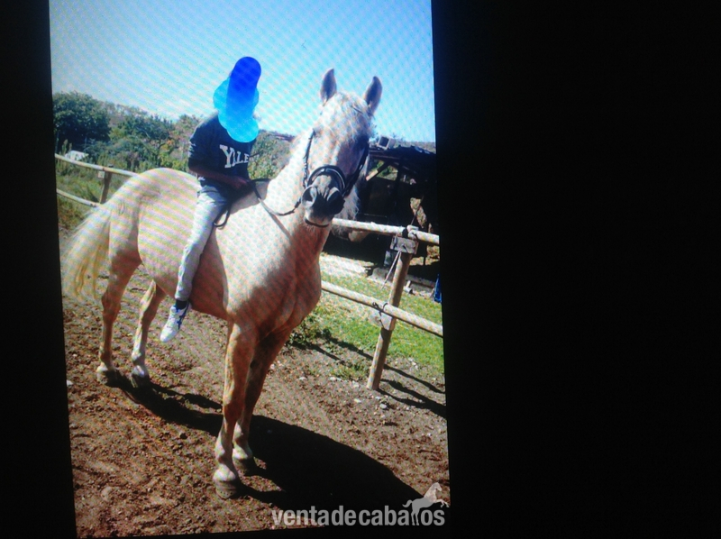 Lusitano {TYPE}