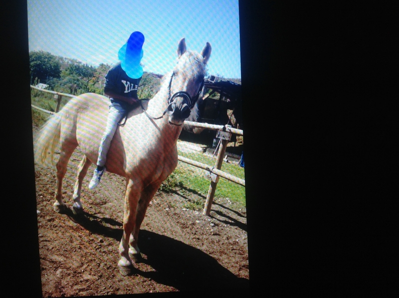 Lusitano {TYPE}