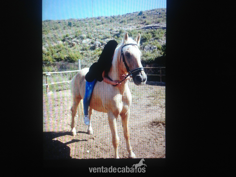 Caballos Capados Lusitano - VENDO LUSITANO ECONÓMICO 