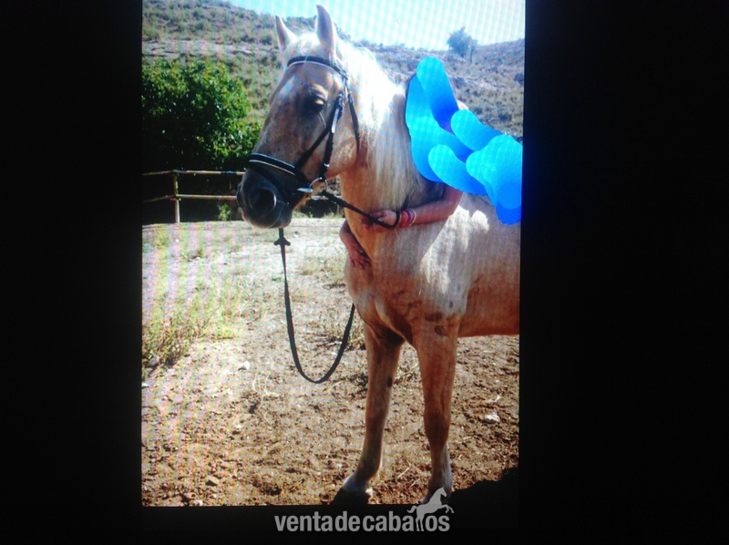 VENDO LUSITANO ECONÓMICO  - Caballos Capados Lusitano