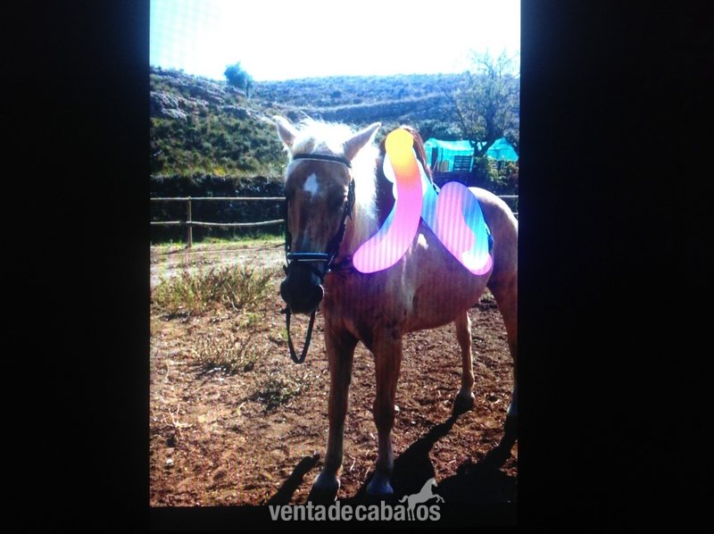 VENDO LUSITANO ECONÓMICO  - Caballos Capados