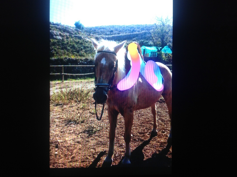 VENDO LUSITANO ECONÓMICO  - Caballos Capados