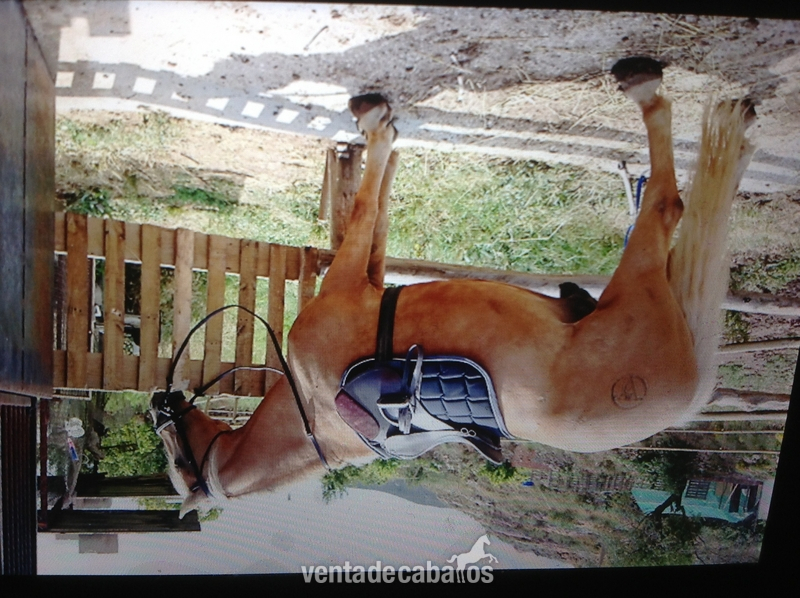 VENDO LUSITANO ECONÓMICO 