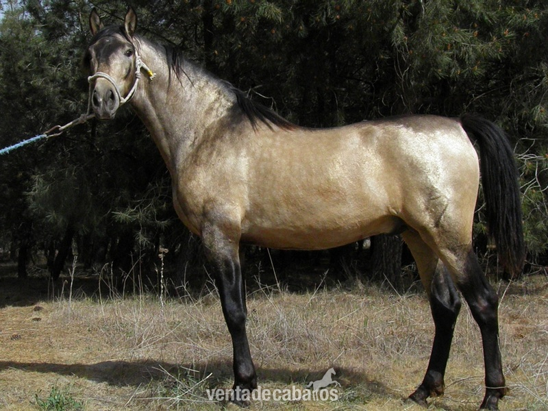Caballos Pura Raza Española (P.R.E.) PRE - LANCERO AG PRE BAYO