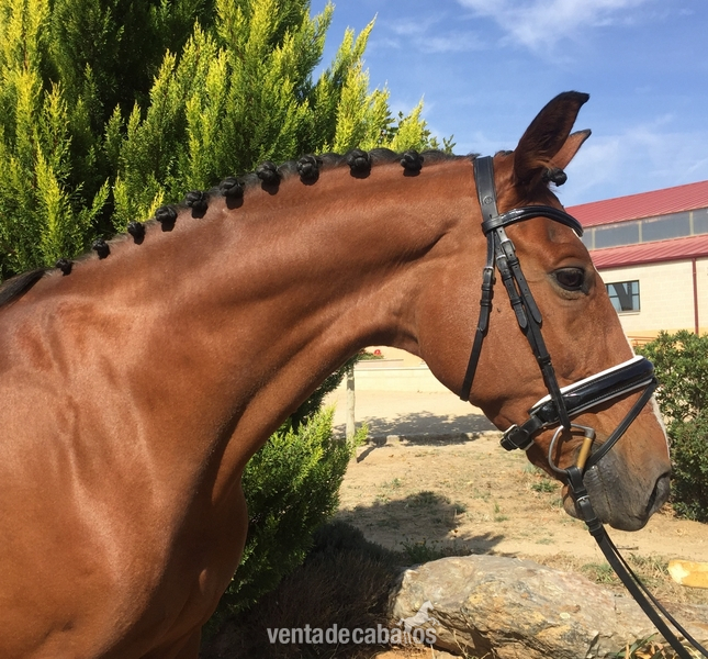 Caballos Capados Cruzado - EN VENTA/FOR SALE