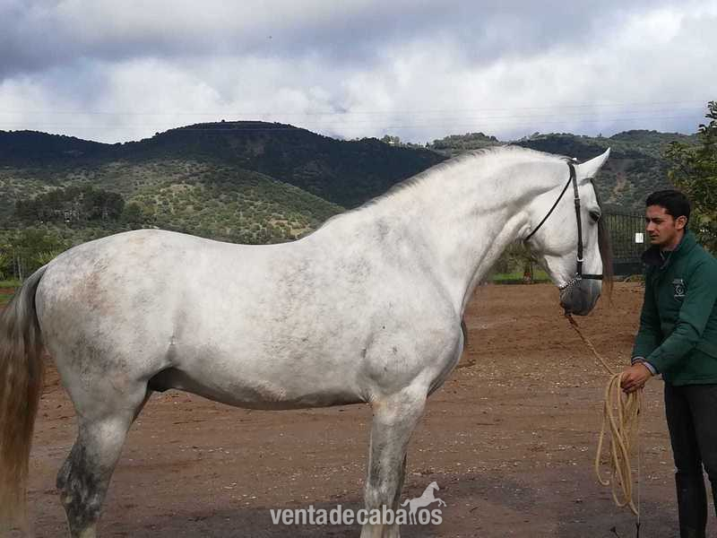 Caballo PRE tordo in 