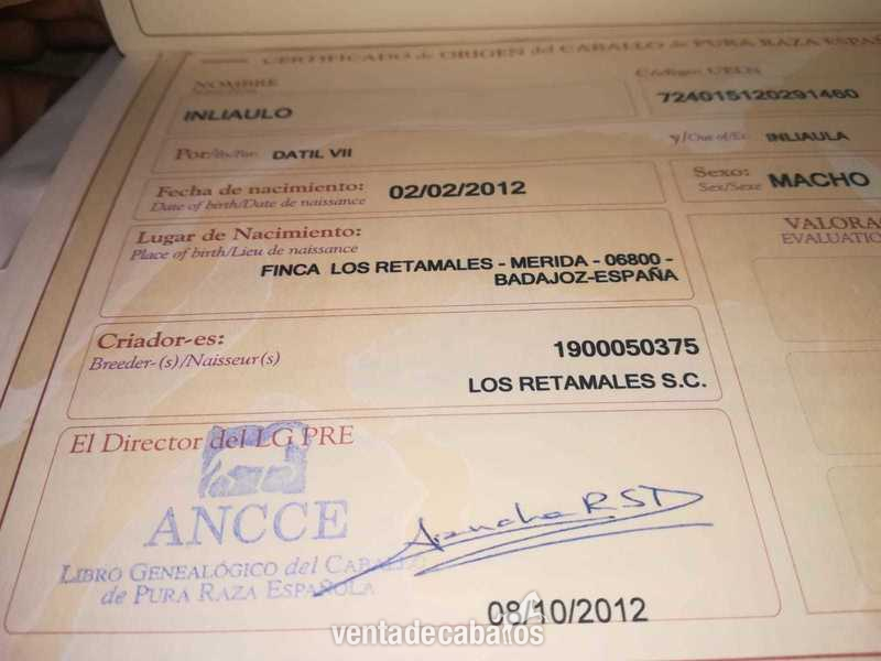 Pura Raza EspañolaP {TYPE}