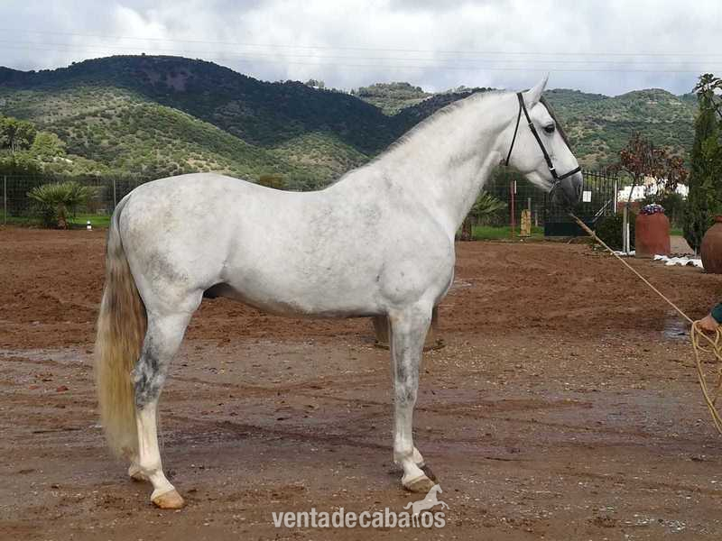 Caballos Pura Raza Española (P.R.E.) Pura Raza EspañolaP - Caballo PRE tordo