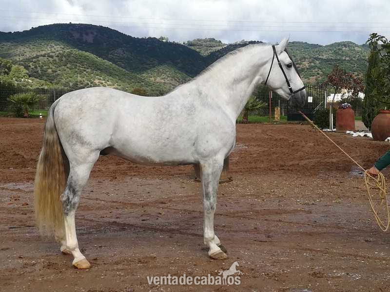 Caballo PRE tordo - Caballos Pura Raza Española (P.R.E.) Pura Raza EspañolaP