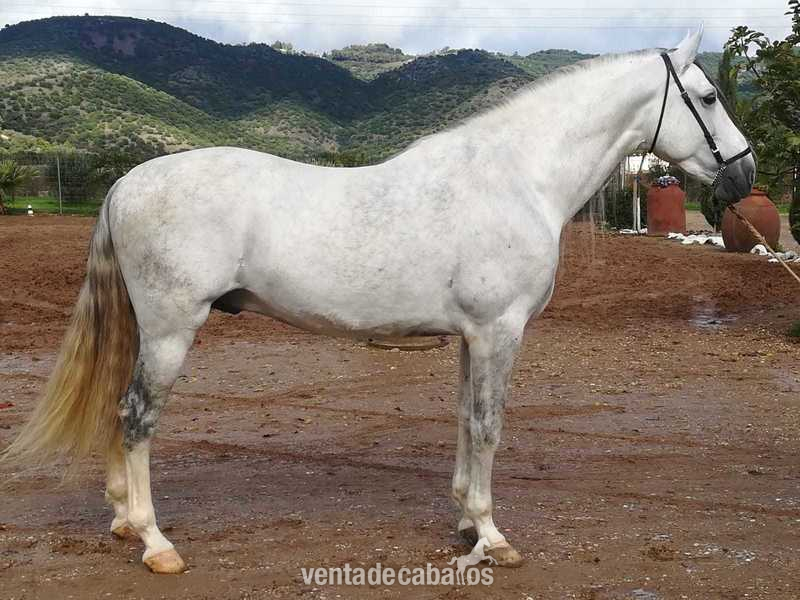 Caballo PRE tordo - Pura Raza EspañolaP