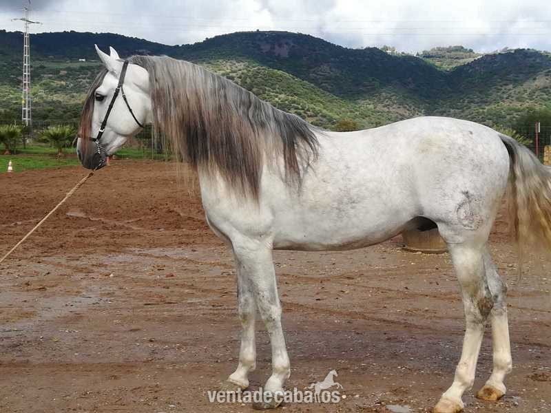 Caballo PRE tordo - Caballos Pura Raza Española (P.R.E.)
