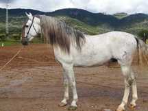 Caballo PRE tordo