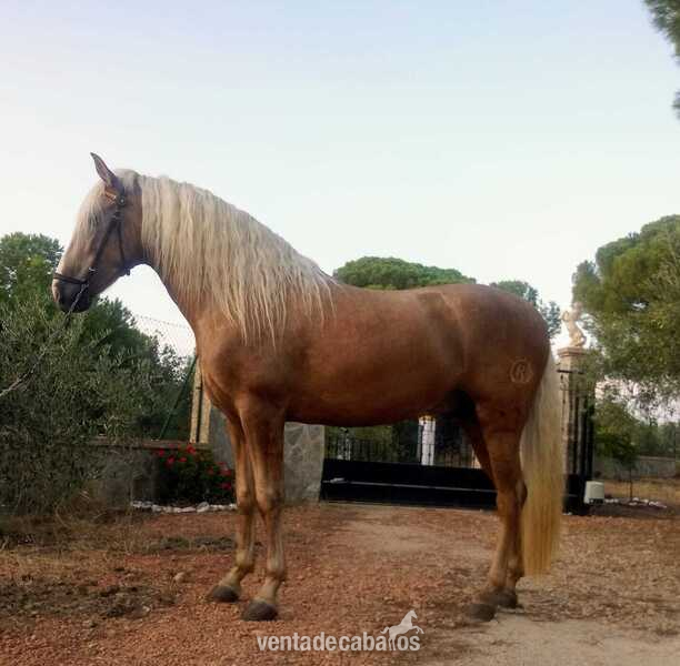 Caballo pre Palomino  in 
