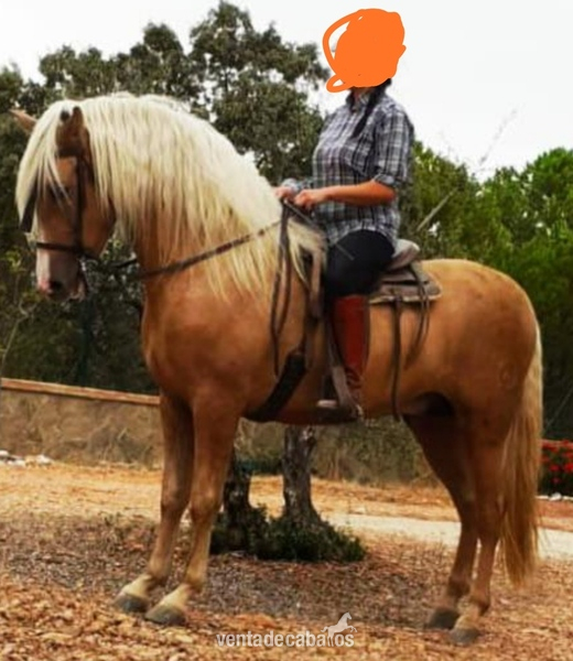 Caballos Pura Raza Española (P.R.E.) Pura raza español - Caballo pre Palomino 