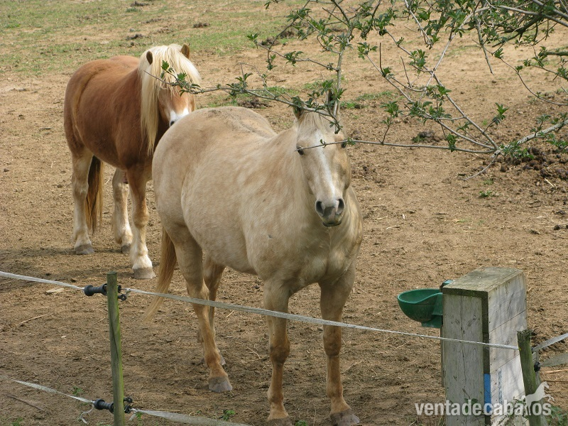 cuarto de milla, capado, palomino in 