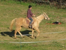 cuarto de milla, capado, palomino