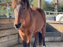 Poni 12 años