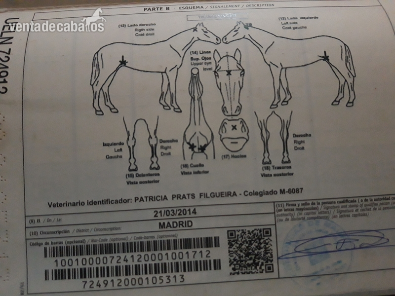 Tres sangres, caballo de deporte español
