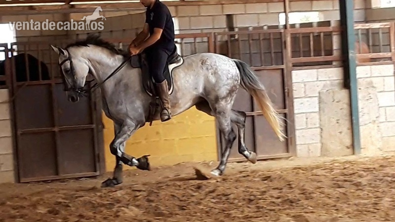 Tres sangres, caballo de deporte español {TYPE}