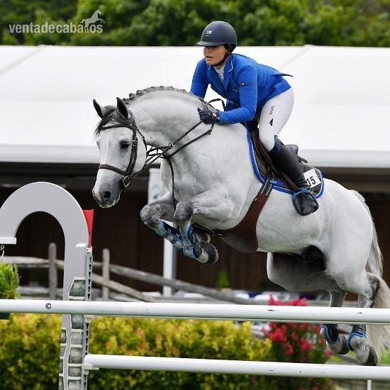Hermosa castrada gris para showjumping in 