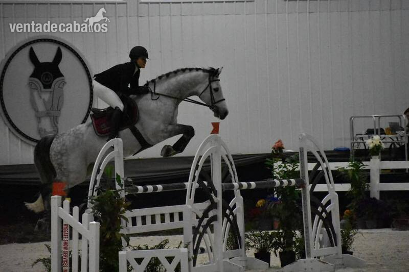 Caballos Capados Hannoveriano - Hermosa castrada gris para showjumping