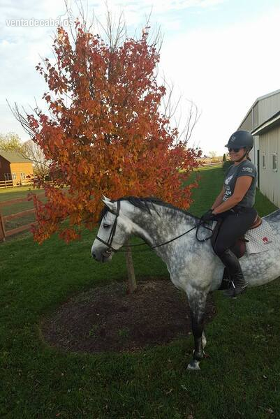 Hermosa castrada gris para showjumping - Caballos Capados Hannoveriano