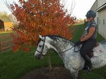 Hermosa castrada gris para showjumping