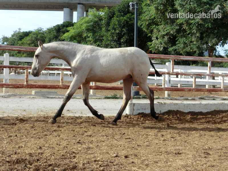 Caballos Pura Raza Española (P.R.E.) Pura Raza Española - Potros/as de caps diluida