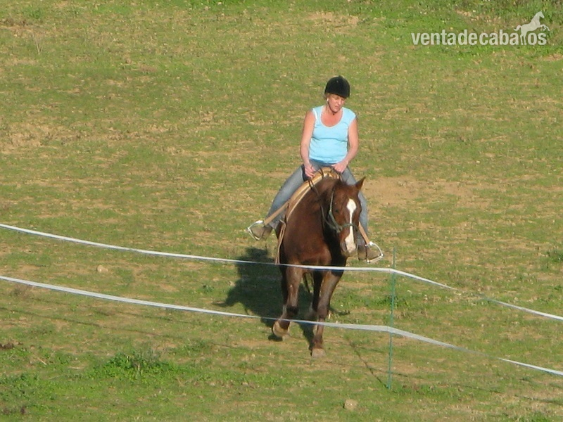 Caballos Capados Cuarto de Milla Americano - cuarto de milla, capado