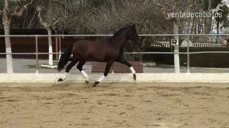 Caballos Pura Raza Española (P.R.E.) Pura Raza Española - Potro PRE de 3 años con mucho futuro.