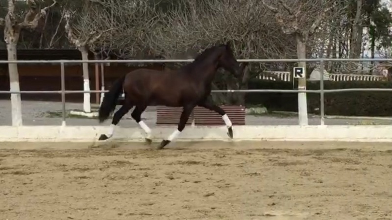 Caballos Pura Raza Española (P.R.E.) Pura Raza Española - Potro PRE de 3 años con mucho futuro.