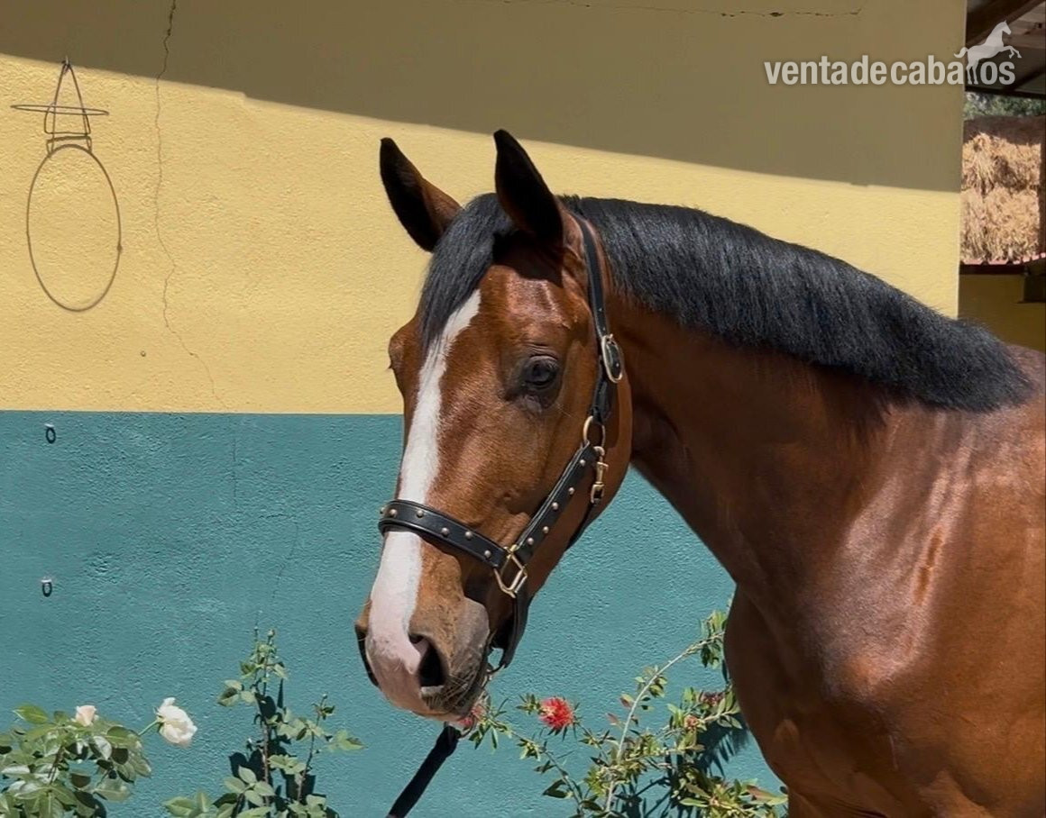 Caballos Enteros EMPTY - Potro orígenes centroeuropeos 3 años 
