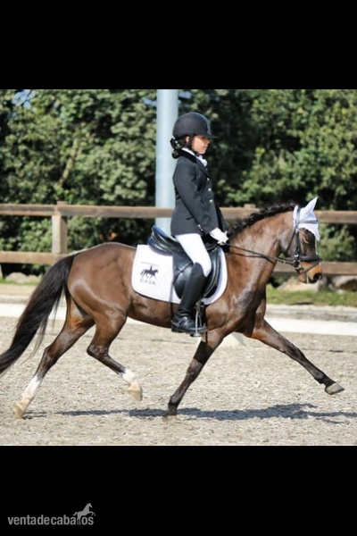 Pony B en venta in 