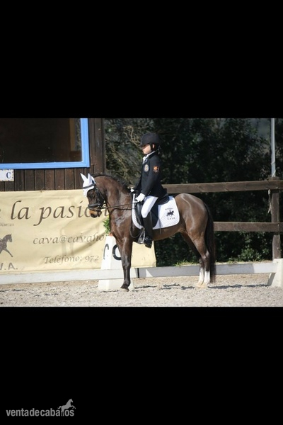 Poni Welsh