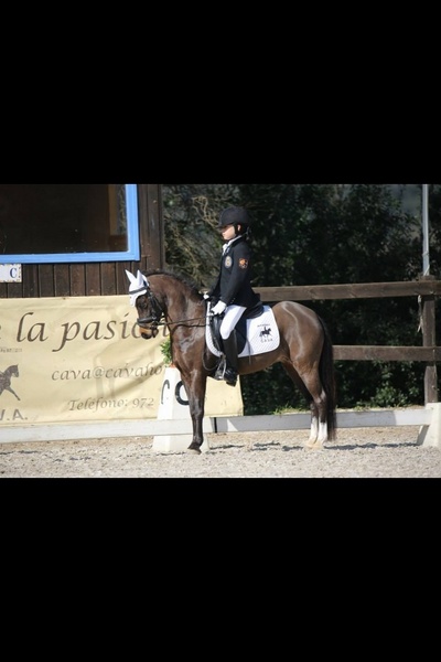 Poni Welsh