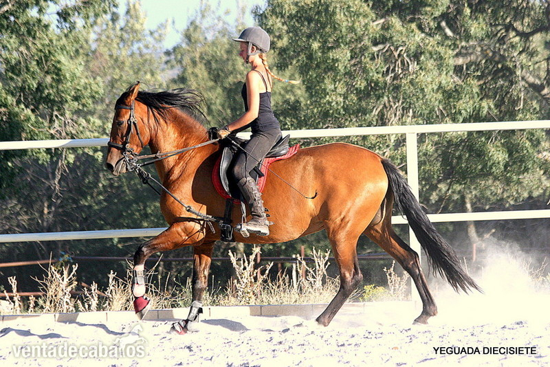 Y E G U A S -:- P R E -:- M O N T A D A S - Caballos Pura Raza Española (P.R.E.) in 