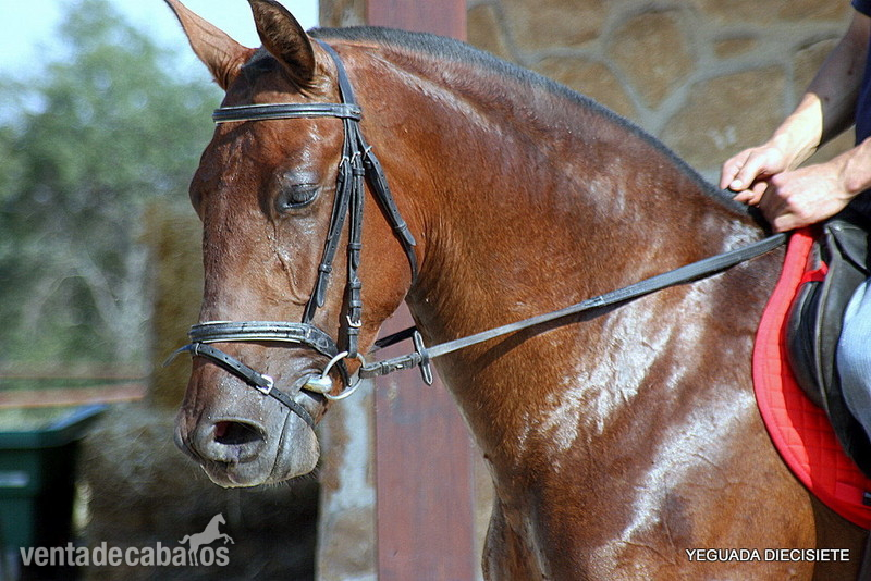 Caballos Pura Raza Española (P.R.E.) Pura Raza Española - Y E G U A S -:- P R E -:- M O N T A D A S