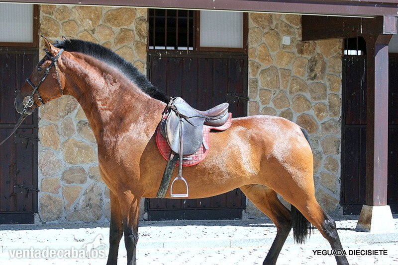 Y E G U A S -:- P R E -:- M O N T A D A S - Caballos Pura Raza Española (P.R.E.)